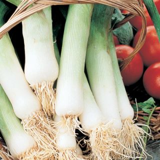 Giant Musselburgh Leek Thumbnail